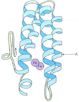 A schematic structure of the subunit ot hemerythrin (an oxygen-binding protein from invertebrate animals) is shown below. (a) It has been found that in some of the -helical regions of hemerythrin, about every third or fourth amino acid residue is a hydrophobic one. Suggest a structural reason for this finding. (b) What would be the effect of a mutation that placed a proline residue at point A in the structure
