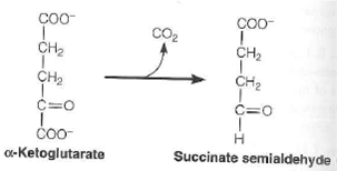 Certain microorganisms with a modified citric acid cycle decar-boxylate a-ketoglutarate to produce succinate semialdehyde: (a) Succinate semialdehyde is then converted to succinate, which is further metabolized by standard citric acid cycle enzymes. What kind of reaction is required to convert succinate semialdehyde to succinate Show any coenzymes that might be involved. (b) Based on your answer in part (a), how does this pathway compare to the standard citric acid cycle in energy yield