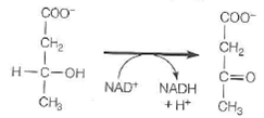 Freshly prepared mitochondria were incubated with -hydroxybu-tyrate, oxidized cytochrome c, ADP, P i , and cyanide. -Hydroxybutyrate is oxidized by an NAD + -dependent dehydrogenase. The experimenter measured the rate of oxidation of -hydroxybutyrate and the rate of formation of ATP. (a) Indicate the probable flow of electrons in this system. (b) How many moles of ATP would you expect to be formed per mole of -hydroxybutyrate oxidized in this system (c) Why is -hydroxybutyrate added rather than NADH (d) What is the function of the cyanide (e) Write a balanced equation for the overall reaction occurring in this system (electron transport and ATP synthesis). (f) Calculate the net standard free energy change ( G ° ) in this system, using values from Table 15.1 and a G ° value for ATP hydrolysis of -30.5 kJ/mol.