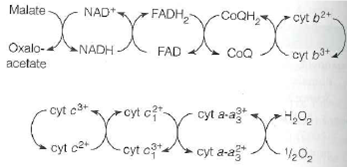As a representation of the respiratory chain, what is wrong with this picture There are four deliberate errors.