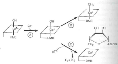 The following diagram shows the biosynthesis of B 12 coenzymes, starting with the vitamin. DMB is dimethylbenzimidazole. (a) What one additional substrate or cofactor is required by enzyme B (b) Genetic deficiency in animals of enzyme C would result in excessive urinary excretion of what compound (c) Some forms of the condition described in (b) can be successfully treated by injection of rather massive doses of vitamin B l2. What kind of genetic alteration in the enzyme would be consistent with this result (d) Genetic deficiency in animals of enzyme B will result in excessive urinary excretion of what amino acid