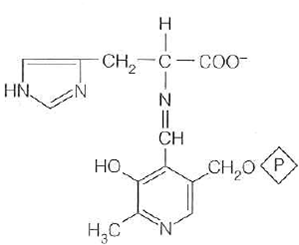 The structure shown below is an intermediate in the synthesis of which biogenic amine Use arrows to show how the next intermediate in this reaction is formed, and draw the structure of that intermediate.