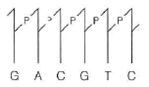 The following diagram shows one-half of a restriction site. (a) Draw the other half. (b) Use heavy arrows ( ) to identify type II cleavage sites that would yield blunt-ended duplex DNA products. (c) Use light arrows ( ) to identify type II cleavage sites yielding staggered cuts that could be converted directly to recombinant DNA molecules by DNA ligase, with no other enzymes involved. (d) If this were the recognition site for a type I restriction endonu-clease, where would cutting of the duplex occur (e) If DNA sequences were completely random, how large an interval (in kilobase pairs) would you expect between identical copies of this sequence in DNA