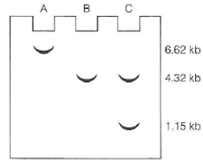pBR322 DNA (4.32 kb) was cleaved with Hindlll nuclease and lig-ated to a Hindlll digest of human mitochondrial DNA. One recombinant plasmid DNA was analyzed by gel electrophoresis of restriction cleavage fragments, with the following results: lane A = Eco RI-treated recombinant, lane B = Hin dIII-treated vector, and lane C = Hin dIII-treated recombinant. (a) Why was the recombinant plasmid treated with Eco RI for determination of its size (b) How might you explain the discrepancy between the size of the recombinant molecule and the sum of the sizes of the Hindlll cleavage fragments (c) Draw a diagram of the recombinant showing the locations of the Hindlll cleavage sites.