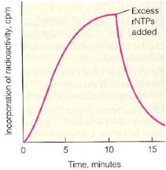 A mixture of four -[ 32 P]-labeled ribonucleoside triphosphates was added to permeabilized bacterial cells undergoing DNA replication, and incorporation into high-molecular-weight material was followed over time, as shown in the accompanying graph. After 10 minutes of incubation a 1000-fold excess of unlabeled ribonucleoside triphosphates was added, with the results shown in the graph.    (a) Why was the excess of unlabeled rNTPs added  (b) How could you tell that radioactivity is being incorporated as ribonucleotides, rather than an alternative such as reduction deoxyribonucleotides, followed by incorporation  (c) What does this experiment tell you about the process of DNA replication