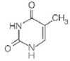 A B C D For each of the following characteristics, list all of the bases (A, B, C, or D) to which they apply. (a) A signal that identifies a parental DNA strand in the MutH,L,S mismatch correction system (b) Most likely to be involved in cyclobutane dimer formation after ultraviolet irradiation of DNA (c) A methylated base found immediately to the 5 side of dGMP residues in eukaryotic DNA (d) Created by treating DNA with alkylating agents that transfer methyl groups and repaired by an enzyme that functions only once in its lifetime (e) Created by AdoMet-dependent methylation of a nucleotide residue in DNA (f) A substrate for deamination at the DNA level, which would lead to a GC AT transition