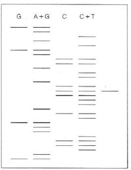 A restriction fragment was subjected to Maxam-Gilbert sequencing, with results as shown in the first four lanes of the radioautogram. S 1 nuclease mapping was carried out, for a gene whose transcription initiated within this sequence (see Tools of Biochemistry 27B). The transcript protected a fragment whose length was as shown in the fifth lane. (a) Give the nucleotide sequence of both DNA strands and the first several RNA nucleotides. Identify all 3 and 5 ends. (b) On your structure, show the approximate location of the Pribnow box (the -10 region). (c) Assuming that the restriction fragment was created with a type II restriction endonuclease that recognizes a 6-base-pair site, show the structure of that site, and indicate where cleavage occurs.