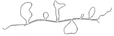 Shown below is an R loop prepared for electron microscopy by annealing a purified eukaryotic messenger RNA with DNA from a genomic clone containing the full-length gene corresponding to the mRNA. (a) How many exons does the gene contain How many introns (b) Where in this structure would you expect to find a 5 ,5 -internucleotide bond Where would you expect to find a polyadenylic acid sequence