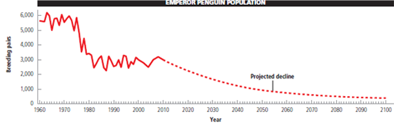 The graph below shows changes in the size of an Emperor penguin population in terms of numbers of breeding pairs on the island of Terre Adelie in the Antarctic. Scientists used this data along with data on the penguins' shrinking ice habitat to project a general decline in the island's Emperor penguin population, to the point where they will be endangered in 2100. Use the graph to answer the questions on the right. Assuming that the penguin population fluctuates around the carrying capacity, what was the approximate carrying capacity of the island for the penguin population from 1960 to 1975? What was the approximate carrying capacity of the island for the penguin population from 1980 tO<sub>2</sub>010?