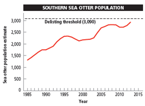 WHY DO CALIFORNIA'S SOUTHERN SEA OTTERS FACE AN UNCERTAIN FUTURE? The population size of southern sea otters ( Core Case Study ) has fluctuated in response to changes in environmental conditions. One such change has been a rise in populations of the orcas (killer whales) that feed on them. Scientists hypothesize that orcas began feeding more on southern sea otters when populations of their normal prey, sea lions and seals, began declining. Also, between 2010 and 2012, the number of southern sea otters killed or injured by sharks increased for reasons that scientists are trying to understand. Another factor may be parasites known to breed in the intestines of cats. Scientists hypothesize that some southern sea otters might be dying because coastal area cat owners flush feces-laden cat litter down their toilets or dump it in storm drains that empty into coastal waters. The feces contain parasites that then infect the otters. Otters are also threatened by blooms of toxic algae that are fed by urea, a key ingredient in fertilizer that washes into coastal waters. Other pollutants released by human activities are PCBs and other fat-soluble toxic chemicals that can kill otters by accumulating to high levels in the tissues of the shellfish on which otters feed. Because southern sea otters feed at high trophic levels and live close to the shore, they are vulnerable to these and other pollutants in coastal waters. The factors listed here, mostly resulting from human activities, plus a fairly low reproductive rate and a rising mortality rate, have hindered the ability of the endangered southern sea otter to rebuild its population (Figure 5.B). In 2012, the National Geographic Society funded a project led by Nicole Thometz to learn more about why juvenile sea otters, in particular, were suffering a high mortality rate. The aim of this study was to track changes in the physiological development of the otters and to understand how physiological variables affected their foraging ability and success. Such information could be used to help biologists to refine recovery plans for the southern sea otter. According to the U.S. Geological Survey, the California southern sea otter population would have to reach at least 3,090 animals for 3 years in a row before it could be considered for removal from the endangered species list. Critical Thinking How would you design a controlled experiment to test the hypothesis that cat litter flushed down toilets might be killing southern sea otters? FIGURE 5.B Changes in the population size of southern sea otters off the coast of the U.S. state of California, 1983-2013. Compiled by the authors using data from U.S. Geological Survey.