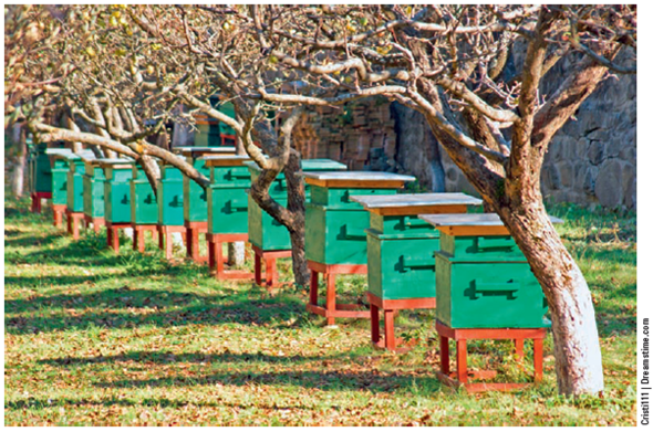 HONEYBEE LOSSES: A SEARCH FOR CAUSES Each winter since 2006, 30-35% of the U.S. population of European honeybees has disappeared because of colony collapse disorder ( Core Case Study ). This problem also occurs in parts of Europe, China, and India. Scientific research has found a number of possible of reasons for this decline, including: •The varroa mite, a parasitic insect, can weaken and kill honeybee adults by feeding on their blood and larvae. It has killed millions of bees since it appeared in the U.S. in 1987-probably from infected bees imported from South America. •Harmful interactions between viruses and fungi found in European honeybees and in almost all bee colonies suffering from colony collapse disorder can kill bees by weakening their immune systems. •Pesticides. As honeybees forage for nectar, they can come into contact with insecticides that they sometimes carry back to their hives. Some research indicates that several types of widely used neonicotinoids, which are derived from nicotine that tobacco plants use as a natural insecticide, may play a role in CCD. These pesticides are deliberately incorporated into food plants so they end up in the nectar and pollen that the bees take back to their colonies. Some studies suggest that exposure to trace amounts of these chemicals can disrupt the nervous systems of bees, decrease their ability to find their way back to their hives, weaken their immune systems, and make them more susceptible to mites, viruses, and fungi. The explosive growth in the use of neonicotinoids since 2005 has roughly tracked the rise in CCD since 2006. Pesticide manufacturers deny that the levels of neonicotinoids and other pesticides that bees are exposed to are high enough to cause harm if the chemicals are used as directed. •Stress and poor nutrition, for some of the bees that are transported long distances around the United States for the industrial pollination business (Figure 8.A), can weaken the bees' immune systems and make them more vulnerable to death due to mites, viruses, fungi, and pesticides. •Lack of natural foraging areas. Widespread conversion of grasslands to crop fields has dramatically reduced the diversity of natural plants on which bees naturally thrive. The growing consensus among bee researchers is that the likely cause of colony collapse disorder is a combination of the often-interacting factors listed here. Some scientists see the decline of honeybees as an indicator of the environmental degradation of our life-support system. Critical Thinking Can you think of some ways in which commercial beekeepers could lessen one or more of the threats described here? Explain. FIGURE 8.A European honeybee hive boxes in an acacia orchard. Each year, commercial beekeepers rent and deliver several million hives by truck to farmers throughout the United States.