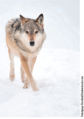 REINTRODUCING THE GRAY WOLF TO YELLOWSTONE NATIONAL PARK Around 1800, at least 350,000 gray wolves (Figure 9.B) roamed over about three-quarters of America's lower 48 states, especially in the West. They survived mostly by preying on abundant bison, elk, caribou, and deer. However, between 1850 and 1900, most of them were shot, trapped, or poisoned by ranchers, hunters, and government employees, and they were driven to near extinction in the lower 48 states. Ecologists recognize the important role that this keystone predator species once played. In the Yellowstone National Park region, the wolves culled herds of bison, elk, moose, and mule deer, and kept down coyote populations. By leaving some of their kills partially uneaten, they provided meat for scavengers such as ravens, bald eagles, ermines, grizzly bears, and foxes. When the number of gray wolves declined, herds of plant-browsing elk, moose, and mule deer expanded and devastated the willow and aspen trees growing near streams and rivers. This led to increased soil erosion and to declining populations of other wildlife species such as beaver, which eat willow and aspen. This in turn affected species that depended on wetlands created by dam-building beavers. When Congress passed the U.S. Endangered Species Act in 1973, only a few hundred gray wolves remained outside of Alaska, primarily in Minnesota and Michigan. In 1974, the gray wolf was listed as an endangered species in the lower 48 states. In 1987, the U.S. Fish and Wildlife Service (USFWS) proposed reintroducing gray wolves into the Yellowstone National Park to try to help stabilize the ecosystem. The proposal brought angry protests from area ranchers who feared the wolves would leave the park and attack their cattle and sheep, and from hunters who feared the wolves would kill too many big-game animals. Mining and logging companies objected, fearing that the government shut would halt their operations on wolfpopulated federal lands. In 1995 and 1996, federal wildlife officials caught gray wolves in Canada and northwest Montana and relocated 41 of them in Yellowstone National Park. Scientists estimate that the longterm carrying capacity of the park is 110 to 150 gray wolves. By 2007, the park had 171 wolves, but that number had dropped to 82 by the end of 2012, for various reasons having to do mostly with the supply of prey for the wolves. Such population fluctuations are natural, according to the National Park Service. Wildlife ecologist Robert Crabtree and other scientists have been studying the effects of this reintroduction. They have put radio collars on most of the park's wolves to gather data and track their movements. They have also studied changes in vegetation and in the populations of various plant and animal species. Studies indicate that the return of this keystone predator has contributed to a decline in populations of elk, the wolves' primary food source. The leftovers of elk killed by wolves have also been an important food source for scavengers such as bald eagles and ravens. The wolves' presence, with a projected decline in elk numbers, was supposed to promote the regrowth of young aspen trees that elk feed on and had depleted. However, a 2010 study led by U.S. Geological Survey scientist Matthew Kauffman indicated that the aspen were not recovering despite a 60% decline in elk numbers. Declining populations of elk were also supposed to allow for the return of willow trees along streams. Research indicates that willows have only partly recovered. The wolves have cut in half the Yellowstone population of coyotes-the top predators in the absence of wolves. This has reduced coyote attacks on cattle from area ranches and has led to larger populations of small animals such as ground squirrels, mice, and gophers, which are hunted by coyotes, eagles, and hawks. Overall, this experiment has had some important ecological benefits for the Yellowstone ecosystem. However, some scientists hypothesize that the long-term absence of wolves led to a number of changes in plant and animal numbers and diversity that are difficult to reverse. The wolf reintroduction has produced economic benefits for the region. One of the main attractions of the park for many visitors is the hope of spotting wolves chasing their prey across its vast meadows. Between 1974 and 2012, the wolf population in the lower 48 states grew from around 100 to roughly 5,400 individuals. In 2013, the USFWS proposed removing the gray wolf from the U.S. endangered species list in the lower 48 states and turning over wolf protection responsibilities to state wildlife agencies. More than 750,000 Americans sent comments to the USFWS stating their opposition to this plan. Conservation groups plan to fight the proposal in court, arguing that it could lead to greatly increased killing of the ecologically important gray wolf. Critical Thinking Do you think gray wolves should remain on the U.S. endangered species list? Explain. FIGURE 9.B After becoming almost extinct in much of the western United States, the gray wolf was listed and protected as an endangered species in 1974.