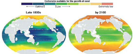 OCEAN ACIDIFICATION: THE OTHER CO<sub>2</sub> PROBLEM By burning an increasingly large amount of carbon-containing fossil fuels, especially since 1950, we have added carbon dioxide (CO<sub>2</sub> ) to the atmosphere faster than it can be removed by the carbon cycle (see Figure 3.14, p. 53). Globally, CO<sub>2</sub> emissions have risen by about 45% between 1992 and 2013. Extensive research indicates that if we continue to increase CO<sub>2</sub> levels in the atmosphere, we will play a role in disrupting the earth's climate during this century. Another problem related to CO<sub>2</sub> emissions is ocean acidification, a change in ocean chemistry. The oceans have absorbed about one-fourth of the excess CO<sub>2</sub> that human activities have added to the atmosphere. When this absorbed CO<sub>2</sub> combines with ocean water, it forms carbonic acid (H<sub>2</sub> CO<sub>3</sub> ), a weak acid also found in carbonated drinks. As a result, the level of hydrogen ions (H + ) in the water rises, making the water less basic, while the level of carbonate ions (CO<sub>3</sub> 2? ) in the water drops because these ions react with hydrogen ions (H + ) to form bicarbonate ions (HCO<sub>3</sub> ? ). The problem is that many aquatic species, including phytoplankton, corals, sea snails, crabs, and oysters, use carbonate ions to produce calcium carbonate (CaCO<sub>3</sub> ), the main component of their shells and bones. As a result, in less basic waters, shell-building species and coral reefs grow more slowly (Figure 9.C), and when the hydrogen ion concentration of the surrounding seawater gets high enough, their calcium carbonate begins to dissolve. These effects will occur first in colder ocean waters, because they have a greater capacity for absorption of CO<sub>2</sub> from the atmosphere than warmer waters have. Since we began burning fossil fuels in large quantities during the Industrial Revolution of the 18th and 19th centuries, there has been a 30% rise in the average acidity (actually a 30% decrease in average basicity) of surface ocean water, according to a 2010 UNEP summary of research on this problem. A 2013 report prepared by 540 scientists from 37 countries projected that, by 2100, we could see a 170% drop in the average basicity of surface ocean water because of increasing acidity levels. The report also warned that this would reduce the ability of the oceans to help in regulating the rate of climate change by absorbing CO<sub>2</sub> , and that it could jeopardize the stability of marine ecosystems and lead to a loss of some $130 billion a year for the fishing industry. According to most marine scientists, the only way to slow these changes is through a quick and sharp reduction in the use of fossil fuels around the world, which would lessen the massive inputs of CO<sub>2</sub> into the air and from there into the ocean. We can also slow the rise of acidity levels in ocean waters by protecting and restoring mangrove forests, sea grasses, and coastal wetlands, because these aquatic systems take up and store some of the atmospheric CO<sub>2</sub> that is at the heart of this problem. Critical Thinking How might widespread losses of some forms of marine aquatic life due to ocean acidification affect life on land? How might it affect your life? (Hint: Think food webs.) FIGURE 9.C Calcium carbonate levels in ocean waters, calculated from historical data (left), and projected for 2100 (right). Colors shifting from blue to red indicate waters becoming less basic. Sources: Andrew G. Dickson, Scripps Institution of Oceanography, U.C. San Diego, and Sarah Cooley, Woods Hole Oceanographic Institution. Used by permission from National Geographic. National Geographic Maps/National Geographic Creative