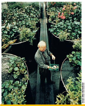 TREATING SEWAGE BY WORKING WITH NATURE Some communities and individuals are seeking better ways to purify sewage by working with nature ( Concept 11.4 ). Biologist John Todd has developed an ecological approach to treating sewage, which he calls living machines (Figure 11.C). This purification process begins when sewage flows into a passive solar greenhouse or outdoor site containing rows of large open tanks populated by an increasingly complex series of organisms. In the first set of tanks, algae and microorganisms decompose organic wastes, with sunlight speeding up the process. Water hyacinths, cattails, bulrushes, and other aquatic plants growing in the tanks take up the resulting nutrients. After flowing though several of these natural purification tanks, the water passes through an artificial marsh made of sand, gravel, and bulrushes, which filters out algae and remaining organic waste. Some of the plants also absorb, or sequester, toxic metals such as lead and mercury and secrete natural antibiotic compounds that kill pathogens. Next, the water flows into aquarium tanks, where snails and zooplankton consume microorganisms and are in turn consumed by crayfish, tilapia, and other fish that can be eaten or sold as bait. After 10 days, the clear water flows into a second artificial marsh for final filtering and cleansing. The water can be made pure enough to drink by treating it with ultraviolet light or by passing the water through an ozone generator, usually immersed out of sight in an attractive pond or wetland habitat. Operating costs are about the same as those of a conventional sewage treatment plant. These systems are widely used on a small scale. However, they have been difficult to maintain on a scale large enough to handle the typical variety of chemicals in the sewage wastes from more-developed urban areas. More than 800 cities and towns around the world (150 in the United States) use natural or artificially created wetlands to treat sewage as a lowercost alternative to expensive waste treatment plants. For example, in Arcata, California-a coastal town of 18,000 people-scientists and workers created some 65 hectares (160 acres) of wetlands between the town and the adjacent Humboldt Bay. The marshes and ponds, developed on land that was once a dump, act as a natural waste treatment plant. The project cost was less than half the estimated price of a conventional treatment plant. This system returns purified water to Humboldt Bay, and the sludge that is removed is processed for use as fertilizer. The marshes and ponds also serve as an Audubon Society bird sanctuary, which provides habitats for thousands of seabirds, otters, and other marine animals. The town has even celebrated its natural sewage treatment system with an annual Flush with Pride festival. This approach and the living machine system developed by John Todd apply all three scientific principles of sustainability : using solar energy, employing natural processes to remove and recycle nutrients and other chemicals, and relying on a diversity of organisms and natural processes. Critical Thinking Can you think of any disadvantages of using such a nature-based system instead of a conventional sewage treatment plant? Do you think any such disadvantages outweigh the advantages? Why or why not? FIGURE 11.C Solutions: The Solar Sewage Treatment Plant in the U.S. city of Providence, Rhode Island, is an ecological wastewater purification system, also called a living machine. Biologist John Todd is demonstrating this ecological process he invented for purifying wastewater by using the sun and a series of tanks containing living organisms.