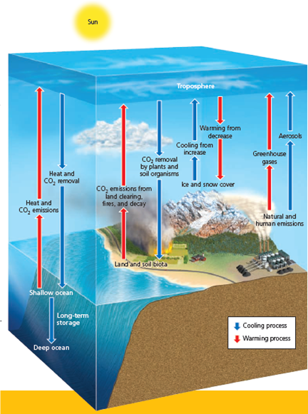 USING MODELS TO PROJECT FUTURE CHANGES IN ATMOSPHERIC TEMPERATURES To project the effects of increasing levels of greenhouse gases on future average global temperatures, scientists have developed complex mathematical models that simulate our current understanding of interactions among incoming sunlight, clouds, landmasses, oceans, ocean currents, concentrations of greenhouse gases and air pollutants, and other factors within the earth's complex climate system. They run these continually improving models on supercomputers and compare the results to known past climate changes, from which they project future changes in the earth's average atmospheric temperature. Figure 15.A gives a greatly simplified summary of some of the key interactions in the global climate system. Such models provide projections of what is likely to happen to the average temperature of the lower atmosphere, based on available data and different assumptions about future changes such as CO<sub>2</sub> and CH 4 levels in the atmosphere. How well these projections match what actually happens in the real world depends on the validity of the assumptions, what variables are built into the models, and the accuracy of the data used. When most experts in a particular scientific field generally agree on a level of 90% certainty about a set of measurements or model results, they say that their projections are very likely to be correct; when the level of certainty reaches 95% (a rarity in science), they contend that their projections are extremely likely to be correct. In 1990, 1995, 2001, 2007, and 2014 the IPCC published reports on how global temperatures have changed in the past (Figures 15.18 and 15.19), how they are projected to change during this century, and how such changes are likely to affect the earth's climate. According to the 2014 IPCC report, based on analysis of past climate data and the use of more than two dozen climate models, it is extremely likely (95% certainty) that human activities, especially the burning of fossil fuels, have played the dominant role in the observed atmospheric warming since 1975 (Figure 15.19). The researchers based this conclusion on the fact that, after thousands of times running the models, the only way they can get the model results to match actual measurements is by including the human activities factor (Figure 15.B). FIGURE 15.B Comparison of actual climate data with modeled projections for the period between 1860 and 2000 using natural factors only (left) and a combination of natural and human factors (right). Scientists have found that actual data match projections far more closely when human factors are included in the models. The current results of more than two dozen climate models now in use suggest that it is very likely (with at least 90% certainty) that the earth's mean surface temperature will increase by 1.5-4.5C° (2.7-8.1F°) between 2013 and 2100 (Figure 15.C), unless we can sharply reduce deforestation along with our emissions of CO<sub>2</sub> and other greenhouse gases. In 2014, climate researcher Michael E. Mann reported that the latest runs of key climate models indicated that the lower limit of the 2014 IPCC projected temperature increase should be raised from 1.5C° (2.7F°) tO<sub>2</sub>.5C° (4.5F°). While there is an extremely high degree of certainty (95%) that the atmosphere has been warming primarily due to human activities, there is also a high degree of uncertainty in climate model results about projected future changes in the average atmospheric temperature. This is indicated by the wide range of projected temperature changes in Figure 15.C and the range of the projected rise in sea level (see Figure 16, p. S48, in Supplement 5). Climate experts are working to reduce such uncertainty by learning more about how the earth's climate system works and by improving climate data and models. Despite their limitations, these models are the best and only tools that we have for projecting likely average atmospheric temperatures in coming decades. Critical Thinking If the highest possible projected temperature increase shown in Figure 15.C takes place, what are three major ways in which this will likely affect your lifestyle and that of any children or grandchildren you eventually might have? FIGURE 15.C Estimated changes (yellow area) and measured changes (black curve) in the average temperature of the atmosphere near the earth's surface between 1860 and 2013, and the projected range of temperature increase during the rest of this century. Compiled by the authors using data from U.S. National Academy of Sciences, National Center for Atmospheric Research, Intergovernmental Panel on Climate Change, and Hadley Center for Climate Prediction and Research.