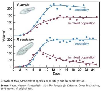 In a classic experiment on competition between species for a common food source, the Russian microbiologist G. F. Gause grew populations of different species of ciliated protozoans separately and together in an artificial culture medium. He counted the number of cells of each species and plotted the total volume of each population. The organisms were Paramecium caudatum and its close relative, Paramecium aurelia. He plotted the aggregate volume of cells rather than the total number in each population because P. caudatum is much larger than P. aurelia (this size difference allowed him to distinguish between them in a mixed culture). The graphs in this box show the experimental results. As we mentioned earlier in the text, this was one of the first experimental demonstrations of the principle of competitive exclusion. After studying these graphs, answer the following questions. How did the total volume of the two species compare after 14 days of separate growth