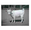 Solve the following application problems and use the table to find the annual percentage rate. GOAT CHEESE Toni Smith wants to produce goat cheese and needs $120,000 to purchase 400 goats. He pays $30,000 down and finances the balance with 24 monthly payments of $4253.44. Find (a) the total installment cost _________ and (b) the annual percentage rate. _________