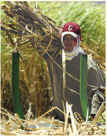 Sugar Subsidies: Sweet for Producers, Not for Consumers Although they lack comparative advantage in sugar production, the United States, Japan, and the EU, among others, have maintained strong protection for their domestic sugar industries. A World Bank report called sugar the most policy-distorted of all commodities. Protectionism by developed countries harms foreign sugar producers, many of which are poor farmers in developing countries, by reducing demand and prices for their product. Oxfam estimated, for example, that EU sugar supports had caused Malawi to experience losses that exceeded its total budget for primary health care. Before being forced by the WTO into making changes in November 2005, the EU maintained domestic sugar prices that were triple world market prices. In the United States, sugar tariffs have been in place since 1789. Imports are allocated through tariff-rate quotas among 40 nations and limited to about 15 percent of the U.S. market, except in years when there is a shortfall in the U.S. domestic supply, as in 2005 after Hurricane Katrina. High price supports result in overproduction of sugar domestically, yet at the same time the price of raw sugar in the United States has averaged more than double the world price during the past decade, costing American consumers and businesses an estimated $4 billion annually. The benefits are highly concentrated among a small number of companies. A mere 1 percent of sugar growers enjoys 42 percent of the benefits from protectionist U.S. sugar policies. Nicaraguan Jackson Riveras carries a load of freshly cut sugarcane on a plantation near Turrucares of Alajuela, Costa Rica. Like many Nicaraguan immigrants, Ramirez came to Costa Rica to work the harvest season in order to earn higher wages and send money back to his family. Excess sugar production also contributes to environmental problems. In Florida, for example, pollution and disruption of water flows from sugar production have been cited as a major contributor to environmental degradation of the Everglades. Similar pollution concerns have been voiced in South Texas, where the annual burn sends burnt chaff into the sky. Mechanization has eliminated the labor intensity of producing sugar from sugar beets or sugarcane in the United States. Sugar is produced in 18 states and supports 146,000 American jobs, although only about 60,000 people now work directly in the production or refining of sugar. Movement to free trade in sugar would result in an estimated loss of fewer than 2,500 workers in the sugar industry, meaning that the cost for each protected job is more than $1.5 million. In addition, protection of the U.S. sugar industry has cost thousands of jobs in other sectors, such as food and beverage manufacturing. For example, sugar accounts for 32.7 percent of the total cost of producing breakfast cereals, and high sugar prices led to the loss of an estimated 112,000 jobs at sugar-consuming companies between 1997 and 2009. High sugar prices were also a major factor in companies' decisions to relocate operations to non-U.S. sites, especially Canada and Mexico, contributing to an increase in imports of sugar-containing products. As one Commerce Department executive said, We are seeing U.S. jobs move to countries that don't have the competitive disadvantage of high sugar prices that we face in the United States. Efforts to reform protection of the sugar industry have made limited progress, at least partly due to the strength of the sugar lobby. Sugar accounts for less than 1 percent of U.S. agricultural sales but an estimated 17 percent of all agricultural political contributions since 1990. It's a very effective lobby, commented Claude Barfield of the American Enterprise Institute. They've traditionally given a lot of money to both parties. Sugar lobbying resulted in the complete exclusion of sugar from the U.S.-Australia free trade agreement, the first bilateral trade treaty in which the United States required that a product be entirely excluded-and a dangerous precedent. However, change may yet occur. In 2008, the United States and Mexico finally ended their decade-long battle over access to the U.S. sugar market under NAFTA, with all barriers to trade in sugar being removed between the two countries. In 2011, legislation was introduced into the U.S. Congress to completely eliminate sugar subsidies, although the likelihood of its passage was questioned by many.