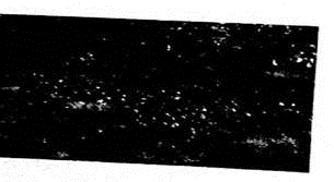 Agriculture: Apple Trees The following data represent trunk circumferences (in mm) for a random sample of 60 four-year-old apple trees at East Mulling Agriculture Research Station in England (Reference: S. C. Pearce, University of Kent at Canterbury). Note: These data are also available for download at the Online Study Center. (a) Make a frequency table with seven classes showing class limits class boundaries, midpoints, frequencies, and relative frequencies (b) Draw a histogram (c) Draw a relative-frequency histogram. (d) Identify the shape of the distribution. (e) Draw an ogive.