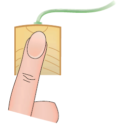 To test a light socket, a woman, while standing on cushions that insulate her from the ground, sticks her finger into the socket, as shown in Fig. P9.113. The tip of her finger makes contact with one side of the line, and the side of her finger makes contact with the other side of the line. Assuming that any portion of a limb has a resistance of 95 0, is there any current in the body Is there any current in the vicinity of the heart Figure P9.113