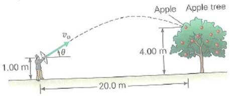 This time, William Tell is shooting at an apple that hangs on a tree (Fig.). The apple is a horizontal distance of 20.0 m away and at a height of 4.00 m above the ground. If the arrow is released from a height of 1.00 m above the ground and hits the apple 0.500 s later, what is the arrow's initial velocity FIGURE Hit the apple See Exercise. (Not drawn to scale.)