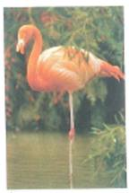 Figure shows a flamingo standing on one of its two legs, with its other leg lifted. What can you say about the location of the flamingo's center of mass FIGURE Delicate balance See Conceptual Question.