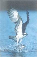 Fig. shows a bird catching a fish. Assume that initially the fish jumps up and that the bird coasts horizontally and does not touch the water with its feet or flap its wings. (a) Is this kind of collision (1) elastic, (2) inelastic, or (3) completely inelastic Why (b) If the mass of the bird is 5.0 kg, the mass of the fish is 0.80 kg, and the bird coasts with a speed of 6.5 m/s before grabbing, what is the speed of the bird after grabbing the fish FIGURE Elastic or inelastic See Exercise.