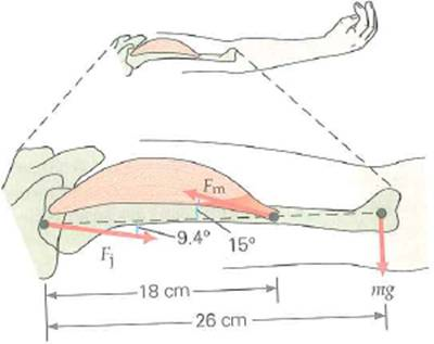 In Fig., what is the force F m supplied by the deltoid muscle so as to hold up the outstretched arm if the mass of the arm is 3.0 kg ( F j is the joint force on the bone of the upper arm-the humerus.) FIGURE Arm in static equilibrium See Exercise.