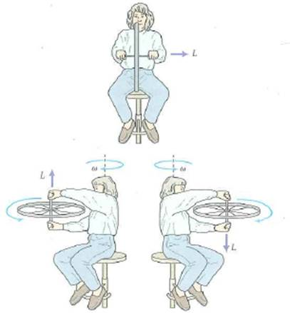 In the classroom demonstration illustrated in Fig., a person on a rotating stool holds a rotating bicycle wheel by handles attached to the wheel. When the wheel is held horizontally, she rotates one way (clockwise as viewed from above). When the wheel is turned over, she rotates in the opposite direction. Explain why this occurs. [ Hint : Consider angular momentum vectors.]     FIGURE Faster rotation See Conceptual Question.