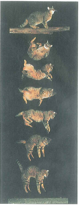 Cats usually land on their feet when they fall, even if held upside down when dropped (Fig.). While a cat is falling, there is no external torque and its center of mass falls as a particle. How can cats turn themselves over while falling FIGURE A double rotation See Conceptual Question.