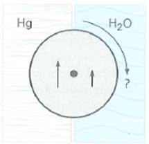An inventor comes up with an idea for a perpetual motion machine, as illustrated in Fig. It contains a sealed chamber with mercury (Hg) in one half and water (H 2 O) in the other. A cylinder is mounted in the center and is free to rotate. Tire inventor reasons that since mercury is much denser than water (13.6 g/cm 3 to 1.00 g/cm 3 ), the weight of the mercury displaced by half the cylinder is much greater than the water displaced by the other half. Therefore, the buoyant force on the mercury side is greater than that on the water side-more than thirteen times greater. The difference in forces and torques should cause the cylinder to rotate-perpetually. Would you invest any money in this invention Why or why not FIGURE Perpetual motion See Conceptual Question.