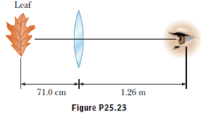 A leaf of length h is positioned 71.0 cm in front of a converging lens with a focal length of 39.0 cm. An observer views the image of the leaf from a position 1.26 m behind the lens, as shown in Figure P25.23. (a) What is the magnitude of the lateral magnification (the ratio of the image size to the object size) produced by the lens (b) What angular magnification is achieved by viewing the image of the leaf rather than viewing the leaf directly