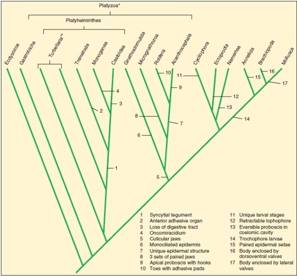 Interpretations of lophotrochozoan phylogeny, based upon morphological and molecular data, seem to be leading to different conclusions. Taxonomists are working to sort out the differences in these interpretations and present a unified picture of the phylogeny of this very large and diverse group of phyla. The validity of the phylum Platyhelminthes is being reevaluated. The traditional class Turbellaria is paraphyletic and probably will be abandoned as a valid taxonomic group. Explain why many zoologists doubt that Platyhelminthes is a valid phylum. FIGURE 10.29 Phylogeny of the Lophotrochozoa. One interpretation of the phylogeny of the lophotrochozoa based on molecular and morophological data. Synapomorphies are based on Brusca and Brusca (2003). Invertebrates. Sinauer. Molecular-based relationships are based on Paps, J. et al. (2009). Lophotrochozoa internal phylogeny: new insights from an up-to-date analysis of nuclear ribosomal genes. Proc. R. Soc. B. 276(1660): 1245-1254. * Some molecular phylogenies show Platyzoa as a paraphyletic group. ** Turbellaria is a paraphyletic group.