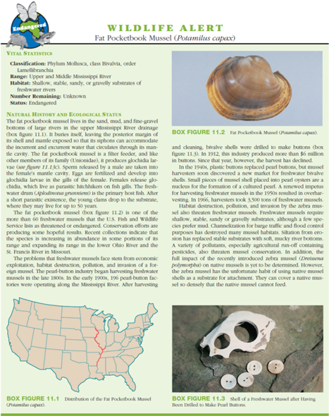 Molluscs are lophotrochozoans with distant ties to the Annelida and other phyla. They originated more than 500 million years ago. Members of the classes Caudofoveata and Solenogastres probably most closely resemble ancestral molluscs. Molluscs underwent rapid adaptive radiation during the Cambrian period. What features of members of the class Polyplacophora suggest that they were derived after solenogasters and caudofoveates, but before all other molluscs? FIGURE 11.24 Molluscan Phylogeny. Cladogram showing possible evolutionary relationships among the molluscs.