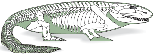 Fossils of ancient sarcopterygian fish and early amphibians, such as Ichthyostega , provide ample evidence of the evolutionary transition between fish and amphibians. Ancient tetrapods gave rise to numerous lineages, including the Lissamphibia (modern amphibians) and the amniotes. The relationship among these lineages is controversial. Why is the use of the class designation for members of the Amphibia phylogenetically incorrect? FIGURE 19.2 Ichthyostega: An Early Amphibian. Fossils of this early amphibian were discovered in eastern Greenland in late Devonian deposits. The total length of the restored specimen is about 65 cm. Terrestrial adaptations are heavy pectoral and pelvic girdles and sturdy limbs that probably helped push the body across the ground. Strong jaws suggest that it was a predator in shallow water, perhaps venturing onto shore. Other features include a skull that is similar in structure to that of ancient sarcopterygian fishes and a finlike tail. Note that bony rays dorsal to the spines of the vertebrae support the tail fin. This pattern is similar to the structure of the dorsal fins of fishes and is unknown in any other tetrapod. The arrangement of bony elements in the distal portion of the foreleg is unknown. FIGURE 19.3 One Hypothesis of Evolutionary Relationships among the Tetrapods. The earliest amphibians arose during the Devonian period. There are three classes of modern amphibians and numerous extinct taxa. Amphibia is used to designate this lineage as there are many controversies surrounding the ancestry of lissamphibians. The reptiliomorph lineage of early tetrapods gave rise to reptiles (including birds), mammals, and other extinct taxa. Daggers (†) indicate extinct taxa. Synapomorphic characters for lower taxonomic groups are not indicated. The relationships depicted here are controversial. The Tetrapoda, as represented here, includes the crown-group members of this lineage.
