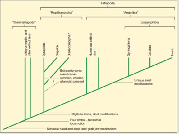 Fossils of ancient sarcopterygian fish and early amphibians, such as Ichthyostega , provide ample evidence of the evolutionary transition between fish and amphibians. Ancient tetrapods gave rise to numerous lineages, including the Lissamphibia (modern amphibians) and the amniotes. The relationship among these lineages is controversial. Why is the use of the class designation for members of the Amphibia phylogenetically incorrect? FIGURE 19.2 Ichthyostega: An Early Amphibian. Fossils of this early amphibian were discovered in eastern Greenland in late Devonian deposits. The total length of the restored specimen is about 65 cm. Terrestrial adaptations are heavy pectoral and pelvic girdles and sturdy limbs that probably helped push the body across the ground. Strong jaws suggest that it was a predator in shallow water, perhaps venturing onto shore. Other features include a skull that is similar in structure to that of ancient sarcopterygian fishes and a finlike tail. Note that bony rays dorsal to the spines of the vertebrae support the tail fin. This pattern is similar to the structure of the dorsal fins of fishes and is unknown in any other tetrapod. The arrangement of bony elements in the distal portion of the foreleg is unknown. FIGURE 19.3 One Hypothesis of Evolutionary Relationships among the Tetrapods. The earliest amphibians arose during the Devonian period. There are three classes of modern amphibians and numerous extinct taxa. Amphibia is used to designate this lineage as there are many controversies surrounding the ancestry of lissamphibians. The reptiliomorph lineage of early tetrapods gave rise to reptiles (including birds), mammals, and other extinct taxa. Daggers (†) indicate extinct taxa. Synapomorphic characters for lower taxonomic groups are not indicated. The relationships depicted here are controversial. The Tetrapoda, as represented here, includes the crown-group members of this lineage.