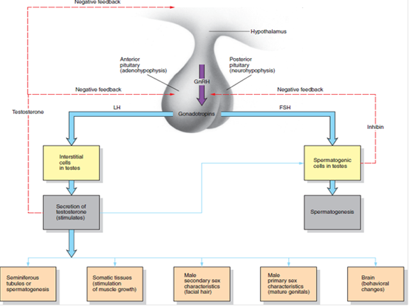 Semen consists of sperm from the testes and fluid from the seminal vesicles and prostate gland. Sexual stimulation causes erection of the penis and continued stimulation leads to ejaculation of semen. The production of sperm and secretion of testosterone from the testes is controlled by FSH and LH from the anterior pituitary gland. Would natural selection favor those males that produce more sperm over those males that produce fewer sperm? Explain your answer. FIGURE 29.8 Hormonal Control of Reproductive Function in Adult Human Males. Negative feedback mechanisms (red dashed pathways) by which the hypothalamus controls sperm maturation and the development of male secondary sexual characteristics. (GnRH = gonadotropin-releasing hormone; LH = luteinizing hormone; FSH = follicle-stimulating hormone.)
