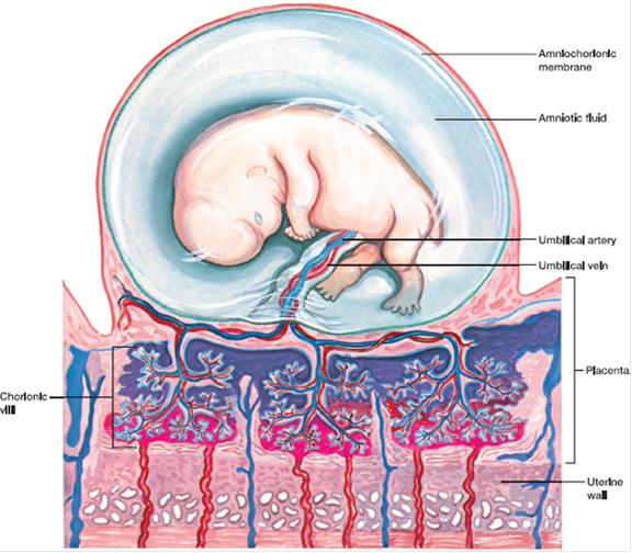 One of the most critical stages of development occurs during the first trimester of a human pregnancy. Organogenesis begins during the fourth week. During the subsequent six months, growth and maturation occur. The placenta functions as an exchange site for nutrients and gases and is also a hormone producer. Why is the circulation through the placenta like that of the lungs (see figure 29.17)? FIGURE 29.17 Fetus and Placenta at Seven Weeks. The circulations of mother and fetus are in close contact at the site of the chorionic villi, but they do not actually mix. Branches of the mother's arteries in the wall of her uterus open into pools near the chorionic villi. Oxygen and nutrients from the mother's blood diffuse into the fetal capillaries of the placenta. The fetal capillaries lead into the umbilical vein, which is enclosed within the umbilical cord. From here, the fresh blood circulates through the fetus's body. Blood that the fetus has depleted of nutrients and oxygen returns to the placenta in the umbilical arteries, which branch into capillaries, from which waste products diffuse to the maternal side.