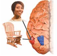The approach that studies how organisms learn new behaviors or change or modify existing ones in response to influences from the environment is called the (a) _____ approach. There are two versions of this approach. One that primarily studies observable behaviors and excludes mental events is called (b) _____ and is best expressed by the ideas of B. F. Skinner; the other, which includes observable behaviors plus cognitive processes, is called the (c) _____ approach and is expressed by the ideas of Albert Bandura and his colleagues.