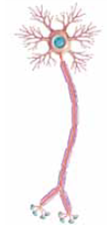 The structure that nourishes and maintains the entire neuron is the (a) _____. Branchlike extensions that receive signals from senses and the environment are called (b) _____. A single threadlike extension that speeds signals away from the cell body toward a neighboring cell is the (c) _____. A tubelike structure that insulates the axon from interference by neighboring signals is the (d) _____. Tiny swellings at the very end of the axon are called (e) _____ , which store neurotransmitters. The process of developing new neurons is called (f) _____.