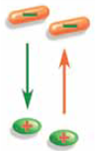 Chemicals that have electrical charges are called (a) _____. They obey the rule that opposite charges attract and like charges repel. Although the fluid of the axon contains a number of ions, we have focused on only two, a positively charged (b) _____ ion, whose symbol is Na + , and a negatively charged (c) _____ ion.