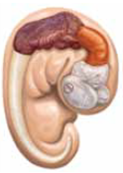 There is a major difference between the growth of neurons in the brains of humans and in the brains of birds. A mature human brain is normally not capable of developing new (a) _____ , which are almost all developed at the time of birth. In contrast, a mature (b) _____ brain has the capacity to develop new neurons.