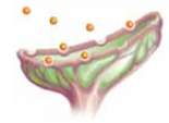 The end bulbs of one neuron are separated from the dendrites of a neighboring neuron by an extremely small space called the (a) _____. Into this space, end bulbs release chemicals, called (b) _____ , which open/excite or block/inhibit neighboring receptors.