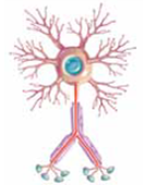 Surrounding most axons is a fatty material called the (a) _____. This material acts like (b) _____ and diminishes interference from electrical signals traveling in neighboring axons.