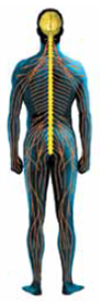 Neurons in the brain and spinal cord make up the (a) _____. If neurons are damaged, they have little ability to (b) _____ and usually die. The mature human brain has a limited ability to regrow (c) _____ throughout adult hood. Information from the body's senses, skin, organs, and muscles is carried to and from the spinal cord by nerves that make up the (d) _____. If this nervous system is damaged, (e) _____ in this system have a remarkable ability to regrow and make new connections. If your finger were accidentally cut off, it could be (f) _____ and there is a good chance that your finger would regain most of its sensory and motor functions.
