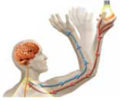 If you touch a sharp object, your hand automatically withdraws because of a prewired reflex response. Neurons that carry pain information to the spinal cord are called (a) _____ neurons. Inside the spinal cord, there are short neurons, called (b) _____ , that make connections between other neurons that carry information to the brain. Neurons that carry information away from the spinal cord to muscles or organs are called (c) _____ neurons.