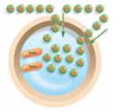 If a stimulus is strong enough to excite a neuron, two things happen to its axon. First, the stimulus will eventually open the axon's (a) _____. Second, after the gates are opened, the (b) _____ pump is stopped, and all the positive (c) _____ ions rush inside because they are attracted to the negatively charged protein ions. The rush of sodium ions inside generates a tiny electric current that is called the (d) _____. When this current is generated, the inside of the axon membrane changes to a (e) _____ and the outside changes to a (f) _____ charge.