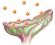 Once an action potential starts in the axon, it continues, segment by segment, down the entire length of the axon, creating the (a) _____. Once an action potential is triggered in the segment at the beginning of the axon, other action potentials will be triggered in sequence down the entire length of the axon; this phenomenon is called the (b) _____.