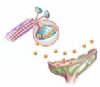 One of cocaine's effects on the nervous system is to block the process of (a) _____ so that the neurotransmitter remains longer in the synapse, which causes physiological arousal. A drug that blocks receptors on muscles and causes muscle paralysis is (b) _____. A drug that has chemical keys similar to endorphins and causes uncontrollable laughter and vivid hallucinations is (c) _____.