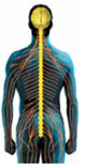 The two major divisions of the nervous system are the (a) _____ and the (b) _____. In turn, the peripheral nervous system has two parts: one part is a network of nerves that are connected either to sensory receptors or to muscles that you can move voluntarily and is called the (c) _____; another part regulates heart rate, breathing, blood pressure, digestion, secretion of hormones, and other functions and is called the (d) _____. The brain itself is divided into three major parts: (e) _____, _____, and _____.